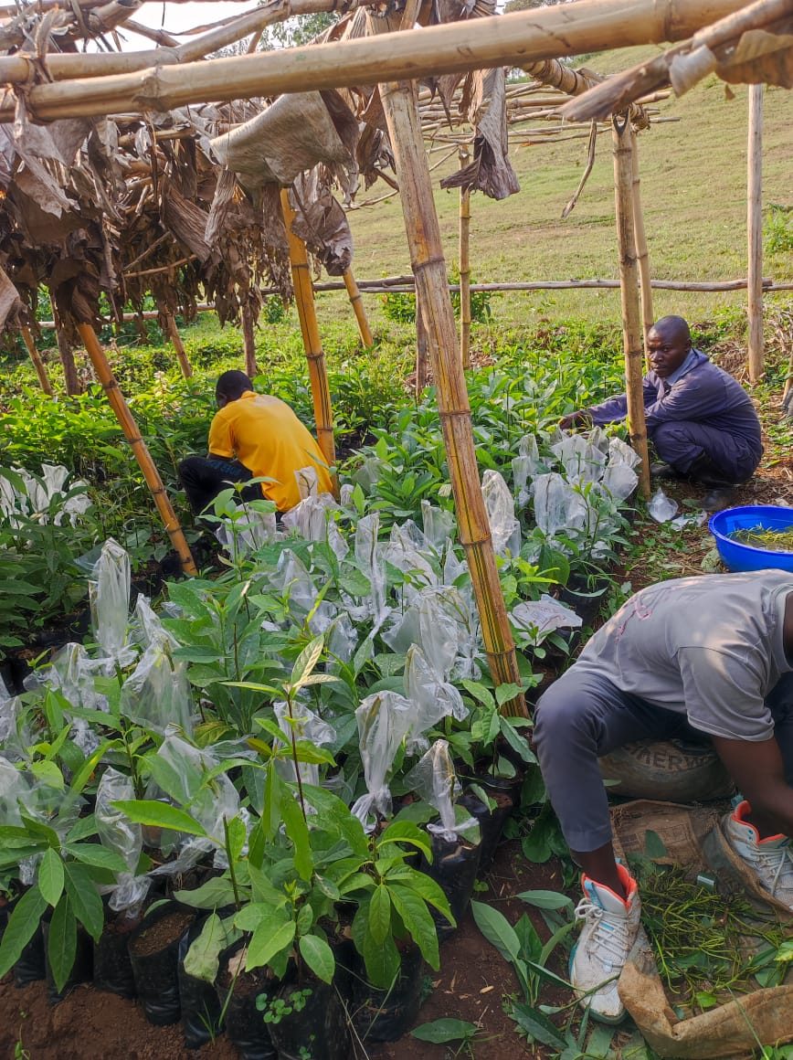 Bagged seedlings under a bamboo shade structure